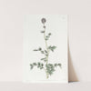 Pinnatifid Acaena by Sydenham Edwards