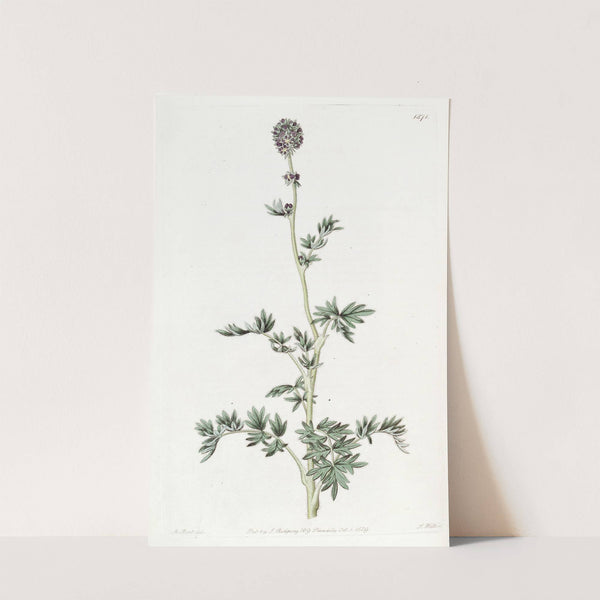 Pinnatifid Acaena by Sydenham Edwards