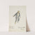 Pinocchio: Ape costume (1934-1943) by Paul Cadorette