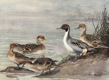 Pintail, Chilian Pintail, Eaton’s Pintail