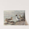 Pintail, Chilian Pintail, Eaton’s Pintail (1922-1926) by Allan Brooks