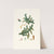 Pinus alba = Whit spruce fir by Aylmer Bourke Lambert