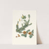 Pinus banksiana = Labrador pine by Aylmer Bourke Lambert