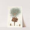 Pinus brutia = Calabrian pine. by Aylmer Bourke Lambert