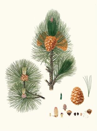 Pinus cembra = Siberian stone pine