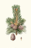 Pinus cembra = Siberian stone pine.
