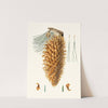 Pinus coulteri = Great-hooked pine. [Big-cone pine] by Aylmer Bourke Lambert