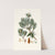 Pinus inops = Jersey pine (1837) by Aylmer Bourke Lambert