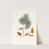 Pinus maritima = Maritime pine by Aylmer Bourke Lambert