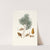 Pinus maritima = Maritime pine by Aylmer Bourke Lambert