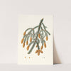 Pinus Menziesii = Warted-branched fir. by Aylmer Bourke Lambert