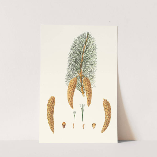 Pinus monticola = Short-leaved Weymouth pine. [Western white pine] by Aylmer Bourke Lambert
