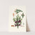 Pinus nigra = Black spruce pine by Aylmer Bourke Lambert