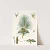 Pinus pallasiana = Tartarian pine. by Aylmer Bourke Lambert