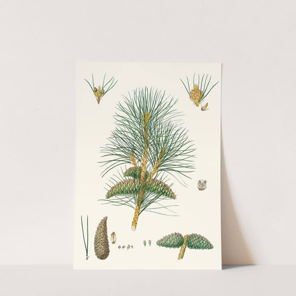 Pinus pallasiana = Tartarian pine. by Aylmer Bourke Lambert