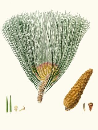 Pinus palustris = Swamp pine