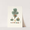 Pinus pumilio = The mugho, or Mountain pine. by Aylmer Bourke Lambert