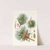 Pinus rigida = Three-leaved Virginian pine. by Aylmer Bourke Lambert