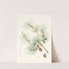 Pinus sinensis = Chinese pine. by Aylmer Bourke Lambert
