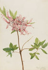 Showy Aster (Aster conspicuus) (1917)