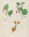Piper nigrum. … [and] Zedoaria … [and] Piper longum (1797–1810)