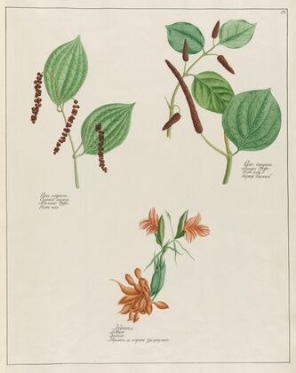 Piper nigrum. … [and] Zedoaria … [and] Piper longum (1797–1810)
