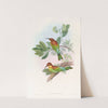 Pirik Bee-eater by John Gould