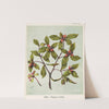 Piripiri. - Pittosporum cornifolium Plate 10 by Sarah Featon