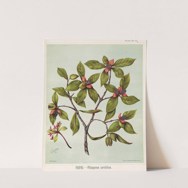 Piripiri. - Pittosporum cornifolium Plate 10 by Sarah Featon