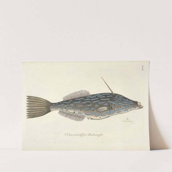 Piscium, serpentum, insectorum, aliorumque nonnullorum animalum nec non plantarum quarundam imagines Pl.019 by Mark Catesby