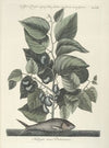 Piscium, serpentum, insectorum, aliorumque nonnullorum animalum nec non plantarum quarundam imagines Pl.024