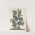 Piscium, serpentum, insectorum, aliorumque nonnullorum animalum nec non plantarum quarundam imagines Pl.024 by Mark Catesby
