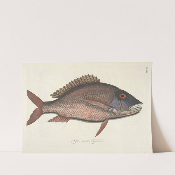 Piscium, serpentum, insectorum, aliorumque nonnullorum animalum nec non plantarum quarundam imagines Pl.025 by Mark Catesby