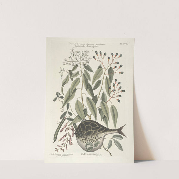 Piscium, serpentum, insectorum, aliorumque nonnullorum animalum nec non plantarum quarundam imagines Pl.028 by Mark Catesby