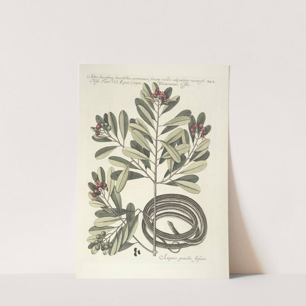 Piscium, serpentum, insectorum, aliorumque nonnullorum animalum nec non plantarum quarundam imagines Pl.050 by Mark Catesby