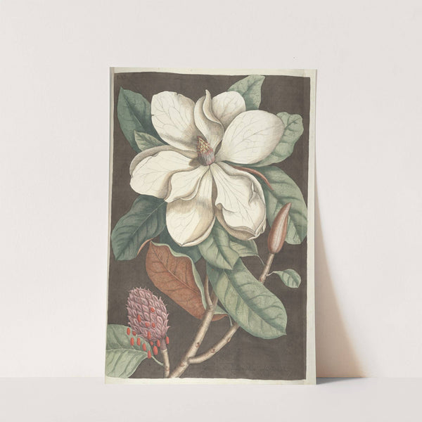 Piscium, serpentum, insectorum, aliorumque nonnullorum animalum nec non plantarum quarundam imagines Pl.061 (1777) by Mark Catesby