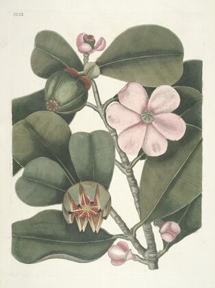 Piscium, serpentum, insectorum, aliorumque nonnullorum animalum nec non plantarum quarundam imagines Pl.099 — size preview