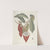Piscium, serpentum, insectorum, aliorumque nonnullorum animalum nec non plantarum quarundam imagines Pl.103 by Mark Catesby