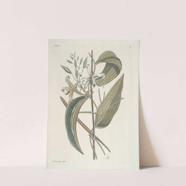 Piscium, serpentum, insectorum, aliorumque nonnullorum animalum nec non plantarum quarundam imagines Pl.104 by Mark Catesby