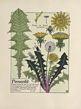Pissenlit