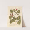 Pistachio by Elizabeth Blackwell