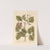 Pistachio by Elizabeth Blackwell