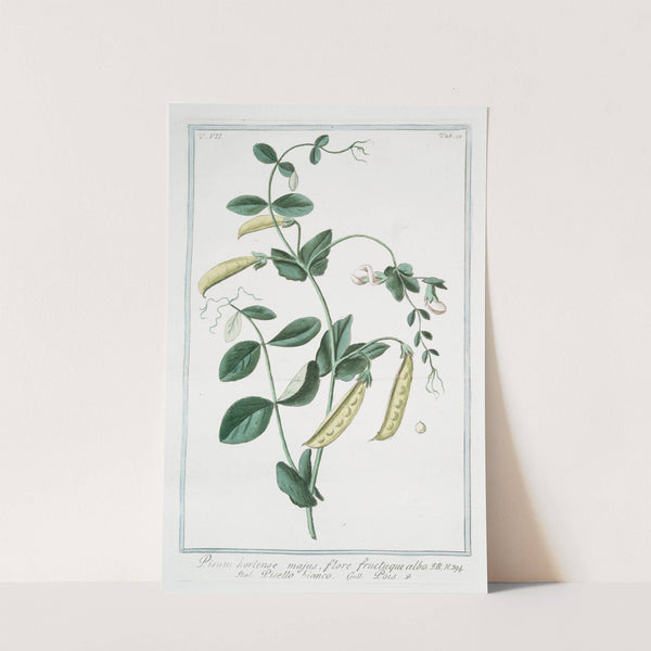 Pisum, hortense majus, flore fructuque albo - Pisello bianco - Pois. (Garden pea) by Giorgio Bonelli