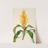 Pitcairnia Andreana by Charles Antoine Lemaire
