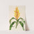 Pitcairnia Andreana by Charles Antoine Lemaire
