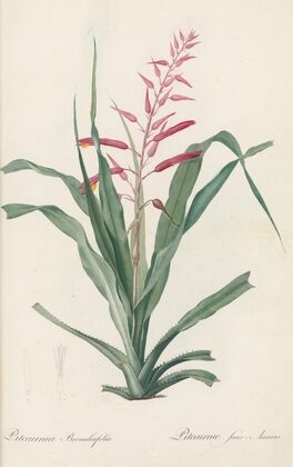 Pitcairnia bromeliaefolia (1802-1816)