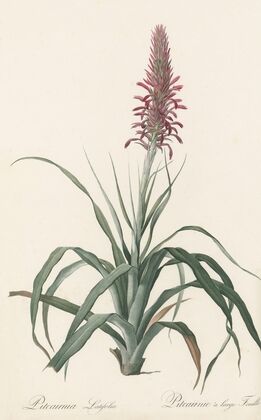Pitcairnia latifolia (1802-1816)