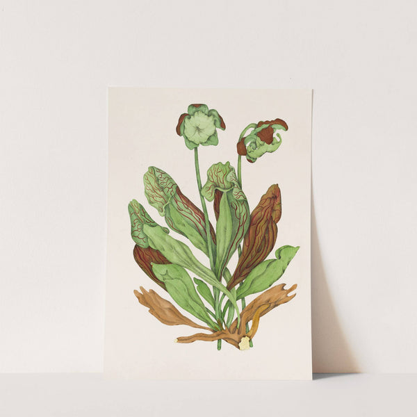 Pitcher Plant by Agnes Fitzgibbon