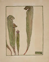 Pitcher Plant