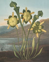 Pitcher plant